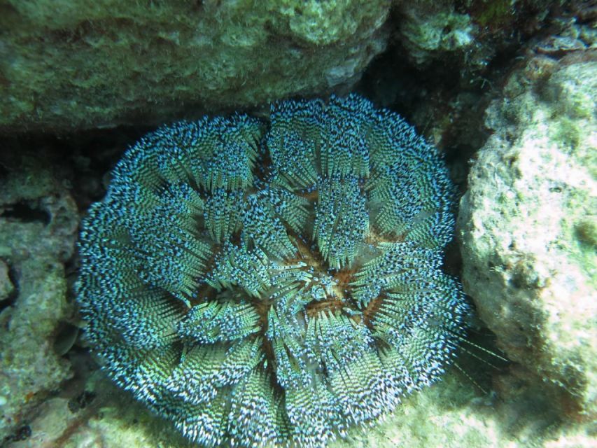 Nha Trang: Scuba Diving Experience for Non-Certified Divers - Food and downtime: BBQ lunch plus small extras that help