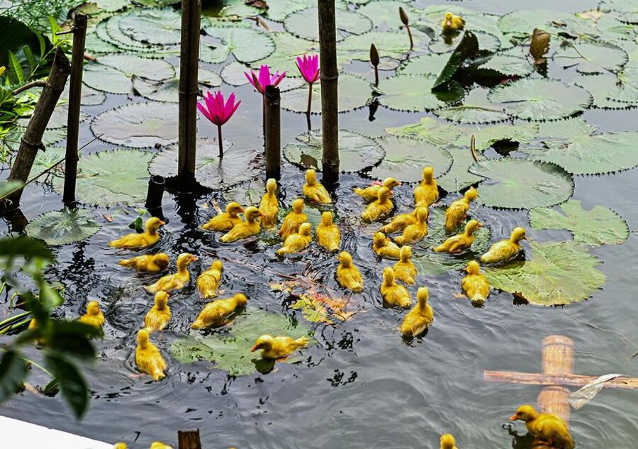 Ninh Binh cooking class at Buffalo Cave - Included vs not included, so you do not get surprised