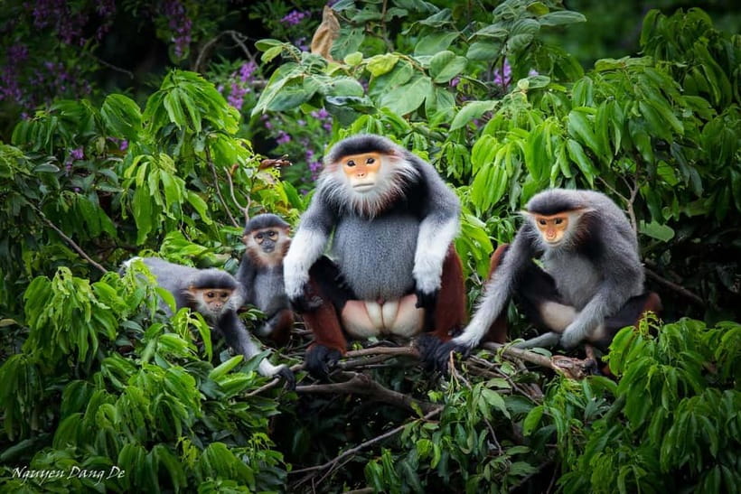 Ninh Binh: Cuc Phuong Jungle Hike & Wildlife Day Trip - Pickup at 8:00, then the jungle switch flips