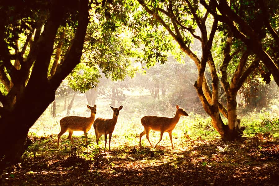 Ninh Binh: Cuc Phuong National Park 1 Day Small Group - Key Points Worth Your Time