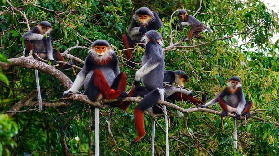 Ninh Binh: Cuc Phuong National Park 1 Day Small Group - Cuc Phuong National Park, One Day From Ninh Binh