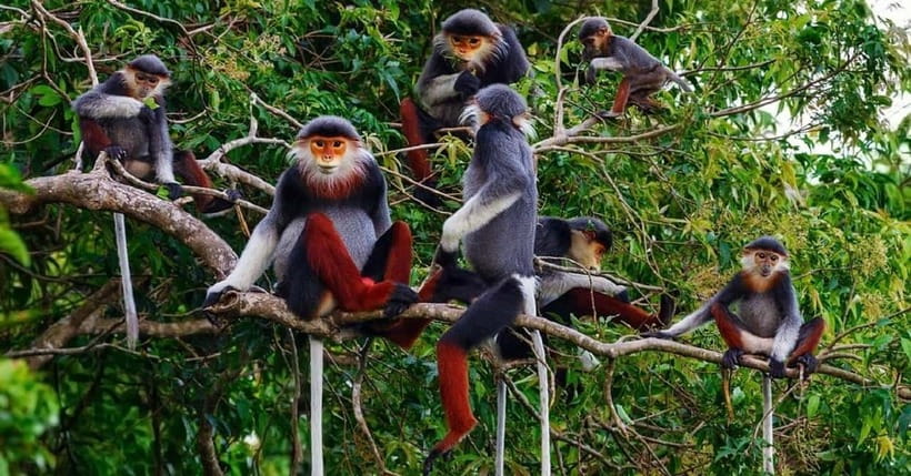 Ninh Binh : Cuc Phuong National Park One Day Group Tour - Cuc Phuong National Park: Why This One-Day Trip Fits Ninh Binh
