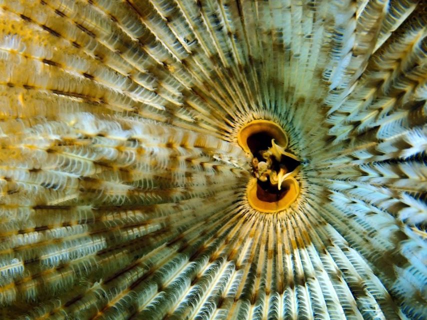 Phu Quoc: Scuba Diving Experience for All Levels - Group size, English instruction, and guides you can relax with