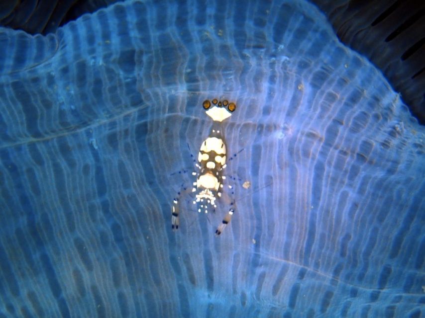 Phu Quoc: Scuba Diving Experience for All Levels - Getting from your hotel to the pier, North or South
