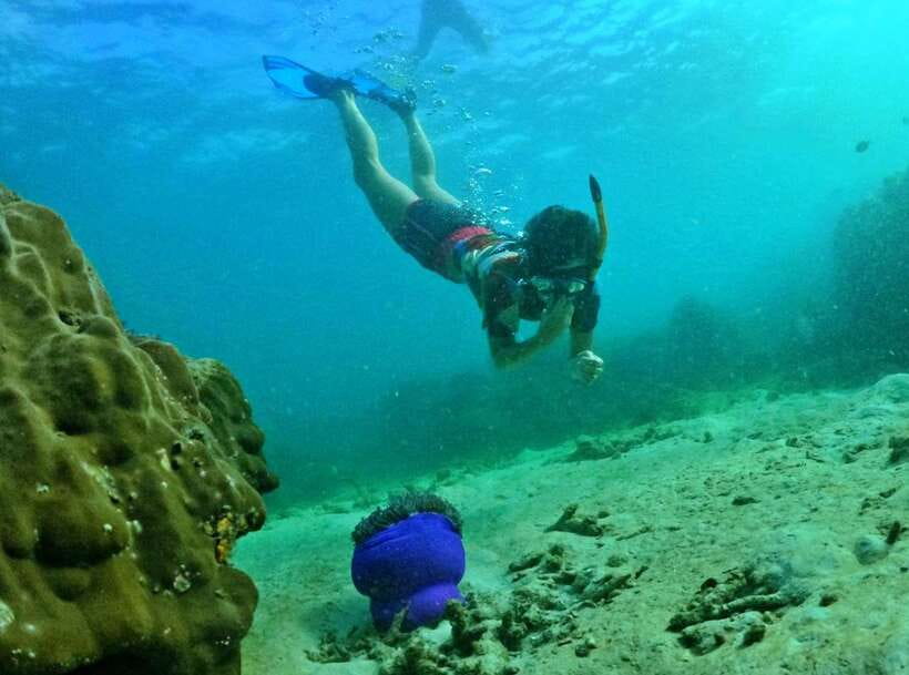 Phu Quoc Small-group Snorkeling to the Coral Jungle Reef - Snorkeling the Coral Jungle Reef in two organized sessions