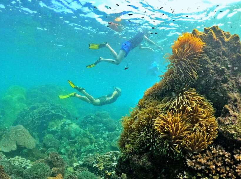 Phu Quoc Small-group Snorkeling to the Coral Jungle Reef - After bleaching: how to set expectations for coral color