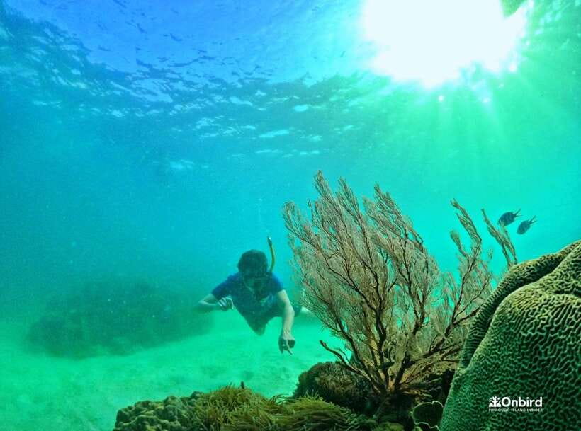 Phu Quoc Small-group Snorkeling to the Coral Jungle Reef - What gear and guidance feel like in real life
