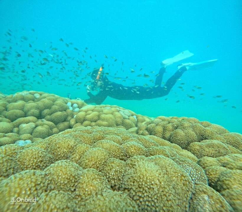 Phu Quoc: Speed Boat Tour 4 Islands - 2 Reefs Snorkeling - Key things that make this Phu Quoc snorkeling tour worth your attention