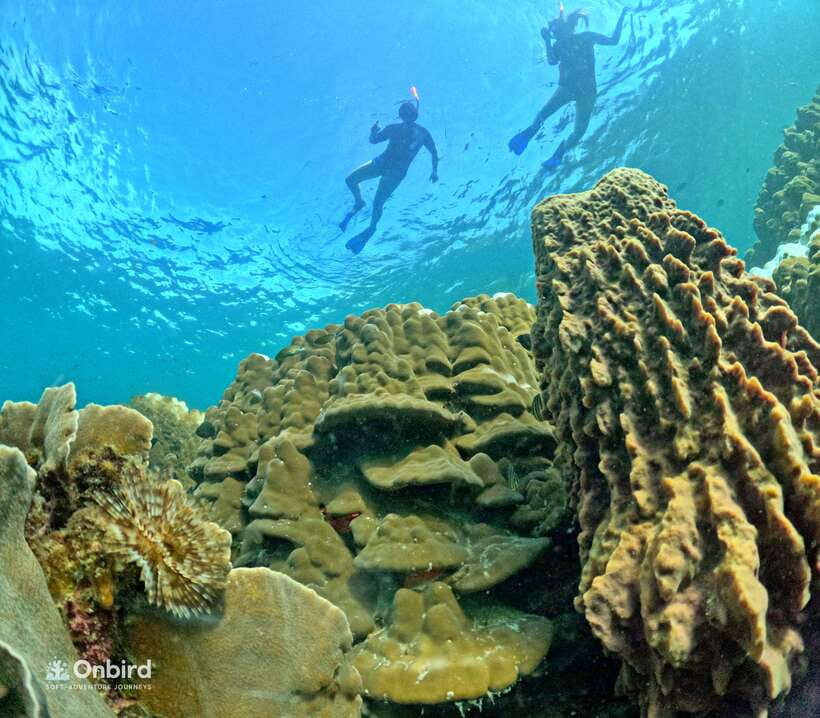 Phu Quoc: Speed Boat Tour 4 Islands - 2 Reefs Snorkeling - Expect Phu Quoc reef color to be variable, not guaranteed