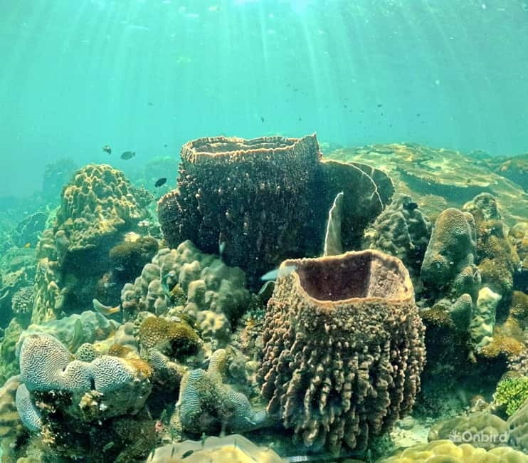 Phu Quoc Speedboat Pro Snorkeling: 4 Islands-2 Reefs & Meal - Price and value: is $61 worth it?