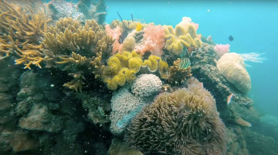 Phu Quoc: Speedboat Tour of 4 Islands with Snorkeling & BBQ - Should you book Pacific Boat’s 4-island snorkeling and BBQ tour?