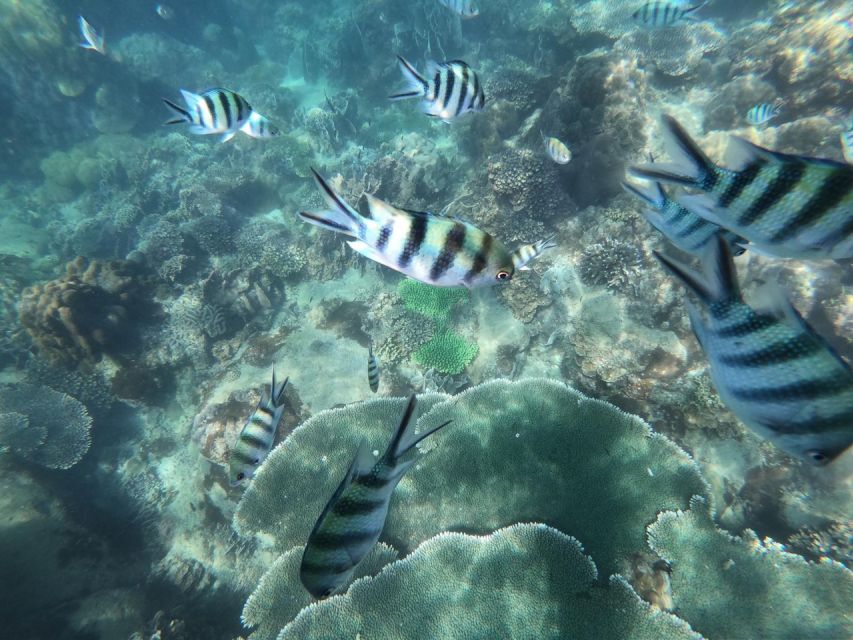 Phu Quoc: Speedboat Tour of 4 Islands with Snorkeling & BBQ - Price and value: is $56 per person a fair deal?