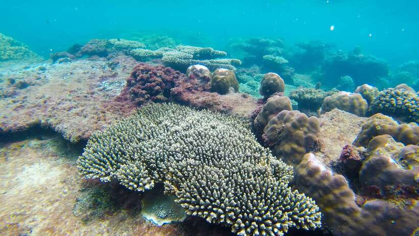 Phu Quoc Speedboat Trip: 3 Islands By Speedboat - Should You Book This 3-Island Phu Quoc Speedboat Tour?