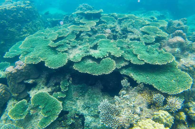 Phu Quoc Speedboat Trip: 3 Islands By Speedboat - Optional Seawalker Near Hon Thom Island