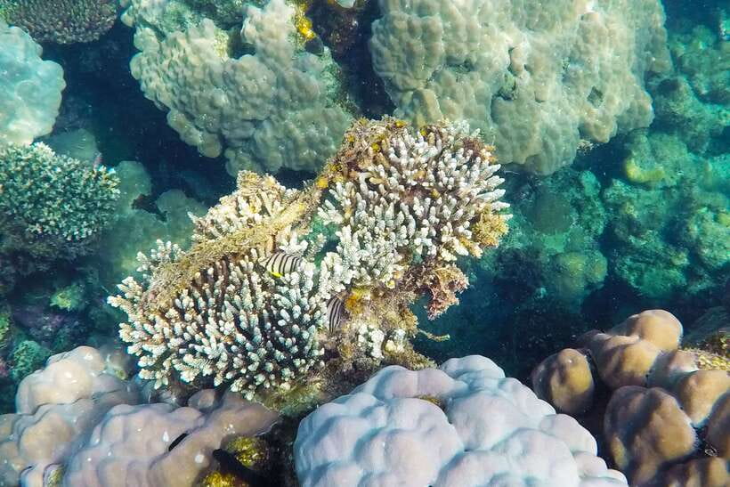 PHU QUOC TRIP 2: 2 ISLANDS BY BOAT - Snorkeling at Xuong Island (or Gam Ghi): where conditions matter
