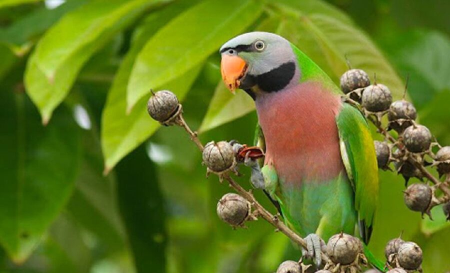 Phu Quoc: Vinpearl Safari Park Entry Ticket - Key Things to Know Before You Go