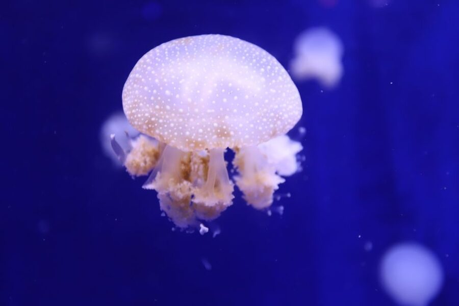 Phu Quoc: VinWonders Entry Ticket with Optional Safari - The aquarium tunnel: sharks, stingrays, and the best slow walk in the park