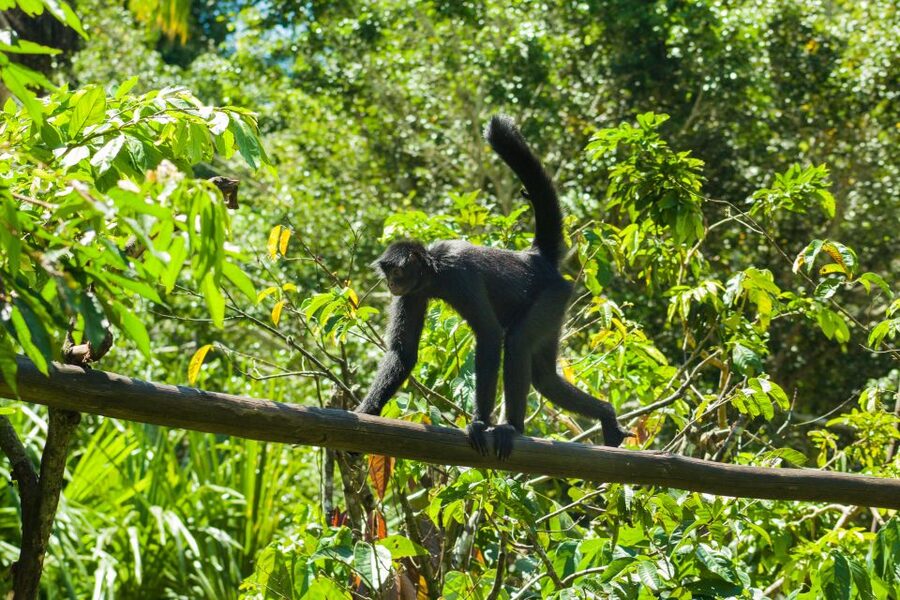 Private Day Tour: Cuc Phuong National Park from Hanoi - Key highlights to look for