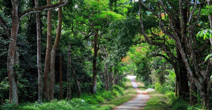 Private Day Tour: Cuc Phuong National Park from Hanoi - Why Cuc Phuong is a smart escape from Hanoi