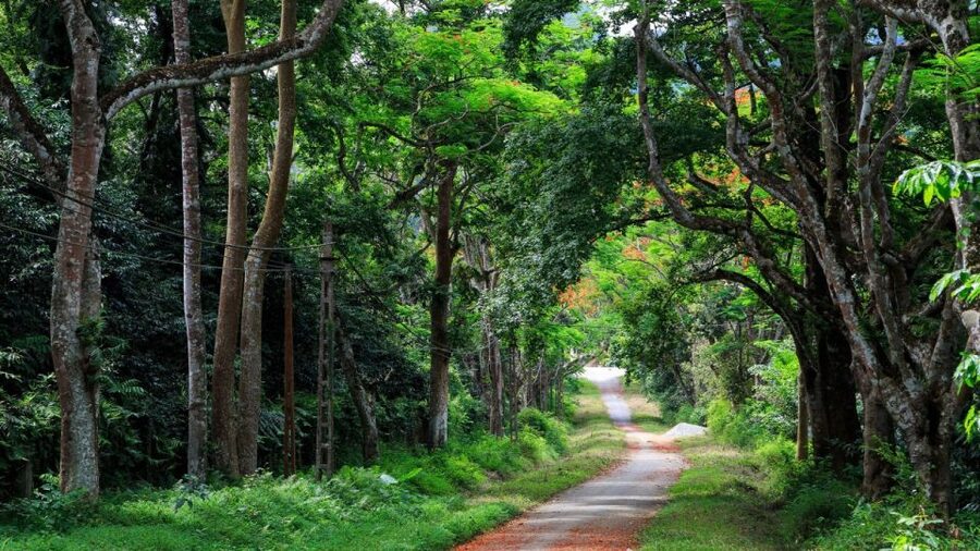 Private Day Tour: Cuc Phuong National Park from Hanoi - Langurs and the Endangered Primate Rescue Center: the morning’s real payoff