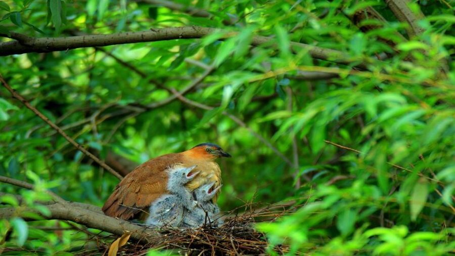 Private Day Tour: Cuc Phuong National Park from Hanoi - Lunch in Cuc Phuong: not an afterthought