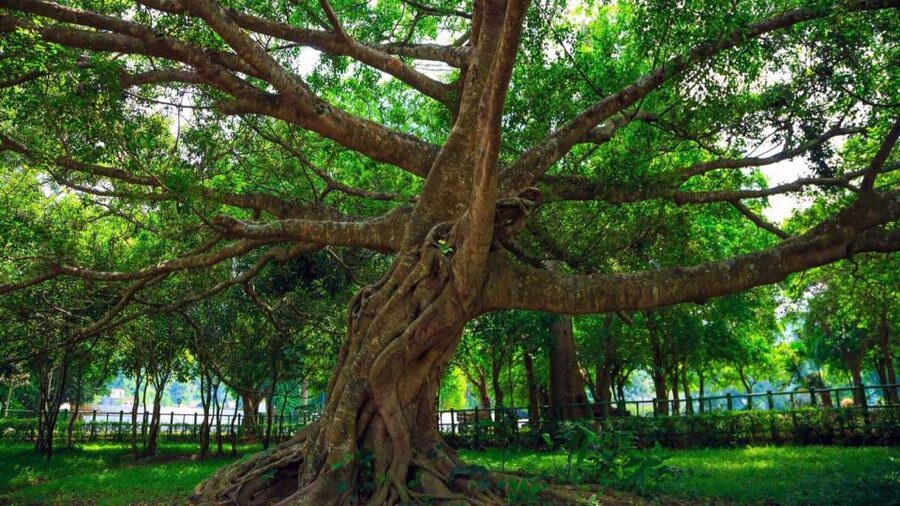 Private Day Tour: Cuc Phuong National Park from Hanoi - What to wear and plan for a comfortable hike