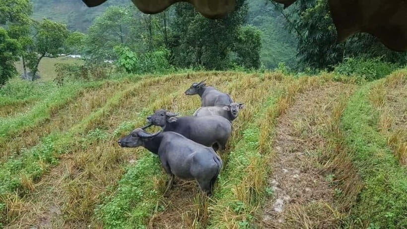 SAPA: 1-DAY TREKKING TOUR WITH LOCALS, LUNCH & RICE FIELDS - Lao Chai lunch: Muong Hoa stream views and a traditional stilt house
