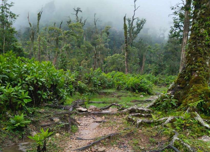 SAPA : Climb up to Fansipan mountain with LOCAL GUIDE - The climb from Tram Ton Pass toward Fansipan peak