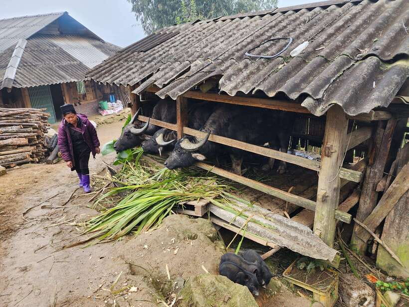 Sapa: Discover the Secrets of the Red Dao: A Healing Journey - How long you’ll walk, and where the “6 hours” really comes from