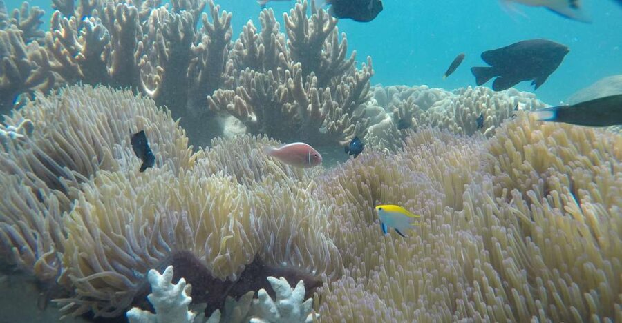 Snorkeling Cham Island: Snorkeling Tour by Speed Boat - Getting Picked Up in Da Nang or Hoi An and Head to Cua Dai Wharf