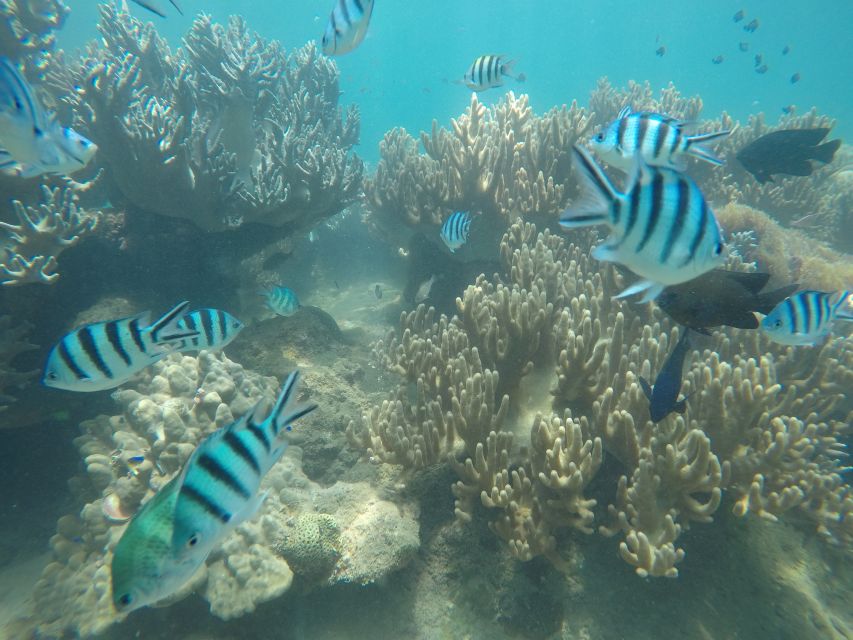 Snorkeling Cham Island: Snorkeling Tour by Speed Boat - Bai Chong Beach After Lunch: Hammocks, Sunbathing, and One More Swim