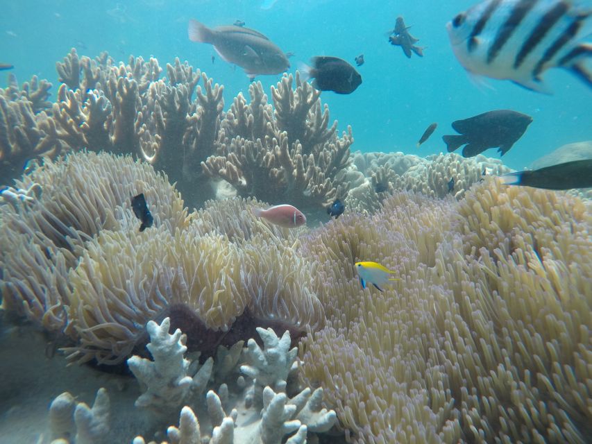 Snorkeling Cham Island: Snorkeling Tour by Speed Boat - Price and Value: Is $53 a Fair Deal for This Day?