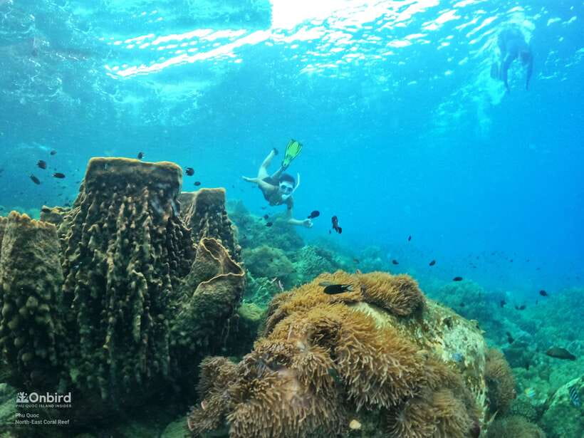 South Phu Quoc: Pro Snorkeling Tour by Speedboat - South Phu Quoc in a 10-person group: the vibe