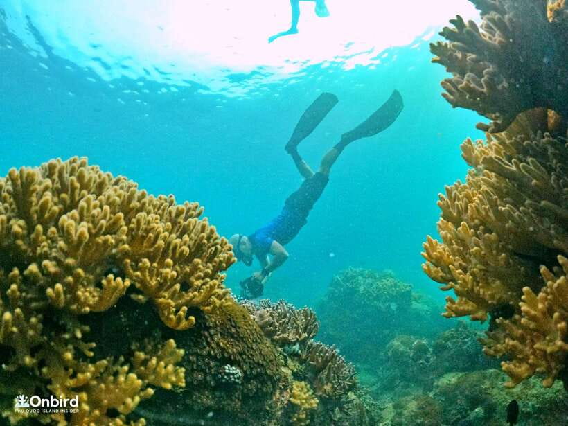 South Phu Quoc: Pro Snorkeling Tour by Speedboat - Price and value: how $51 really plays out
