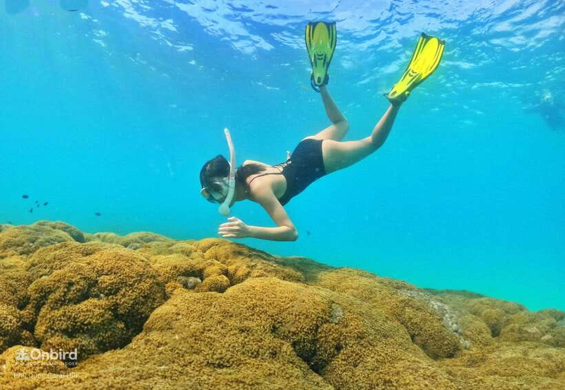 South Phu Quoc: Pro Snorkeling Tour by Speedboat - Reef viewing with an instructor: what you’ll actually learn